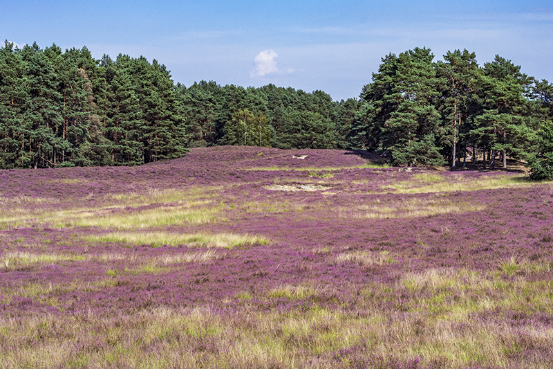 Gifhorn2.jpg